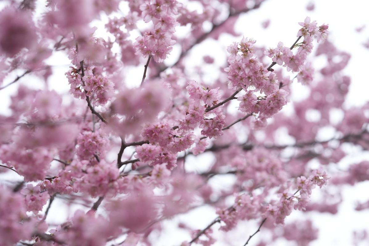 Le Festival des cerisiers en fleurs à Shanghai 2026 illuminera le Parc Gucun avec des floraisons nocturnes
