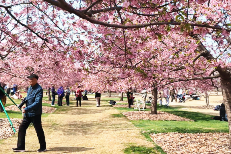 Shanghai devrait accueillir son premier jardin botanique national