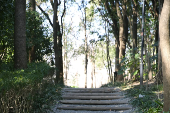 Recommandation de cinq itinéraires de randonnée légère au début du printemps à Shanghai