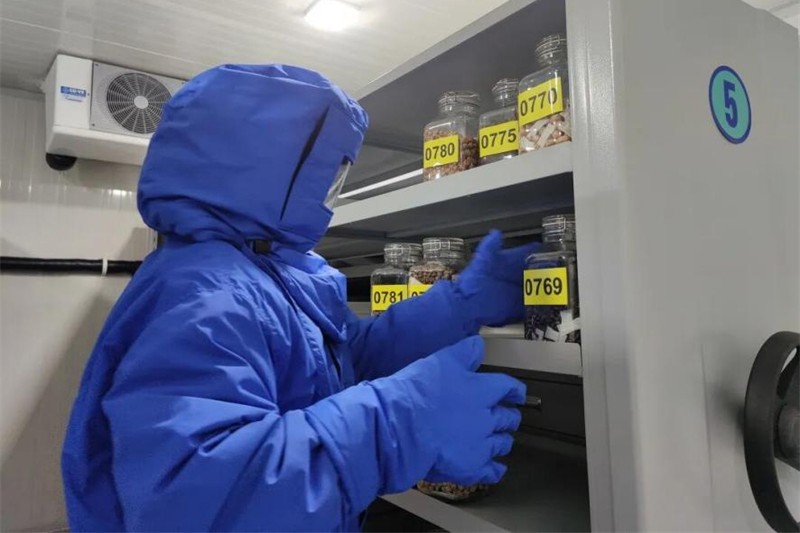 A Shanghai, 100 millions d'échantillons de graines sauvegardent la biodiversité