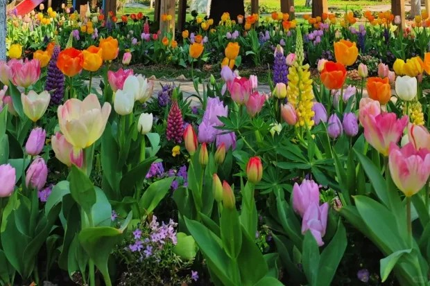 Profitez d'un voyage fleuri à Shanghai en avril