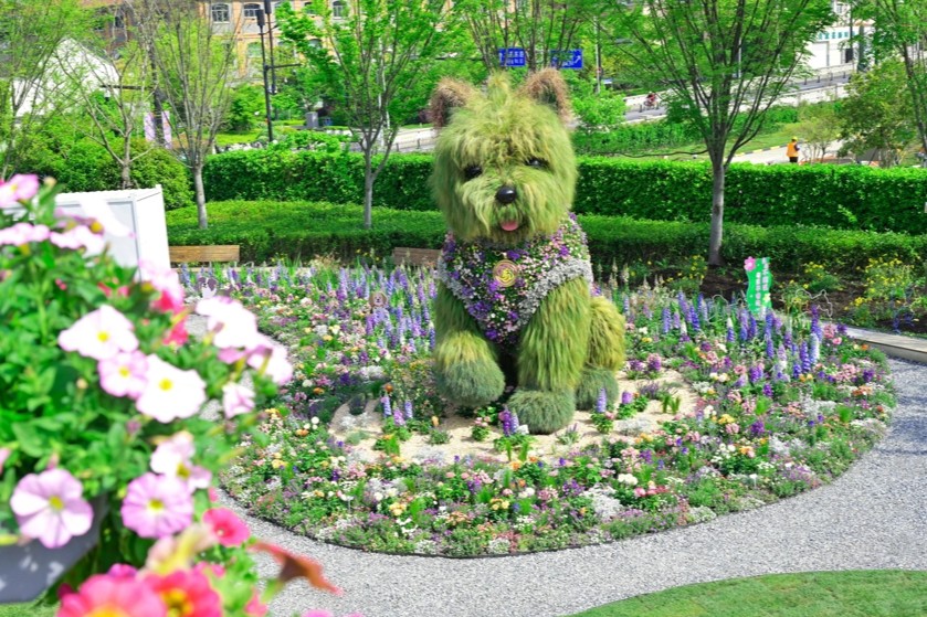La sculpture végétale « Chiot ébouriffé », star d'Internet de la baie de Suhe, change de tenue à la mi-juin pour accueillir l'été