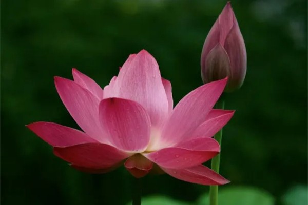 Venez au district de Huangpu, à la rencontre des lotus d'été !