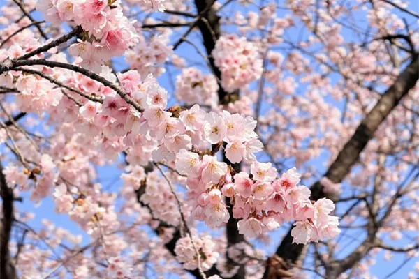 « L'équipe d'ambiance » est prête ! Le district de Huangpu va bientôt être submergé par la foule
