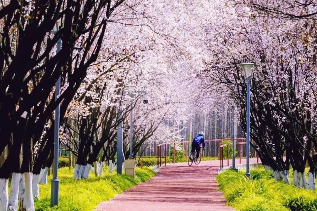 Explorez le printemps à Shanghai sur trois itinéraires de cyclisme à couper le souffle