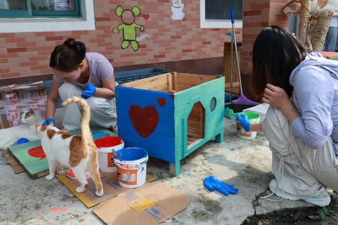 Un sanctuaire pour les animaux errants : exploration de la première « île aux chats » de Shanghai